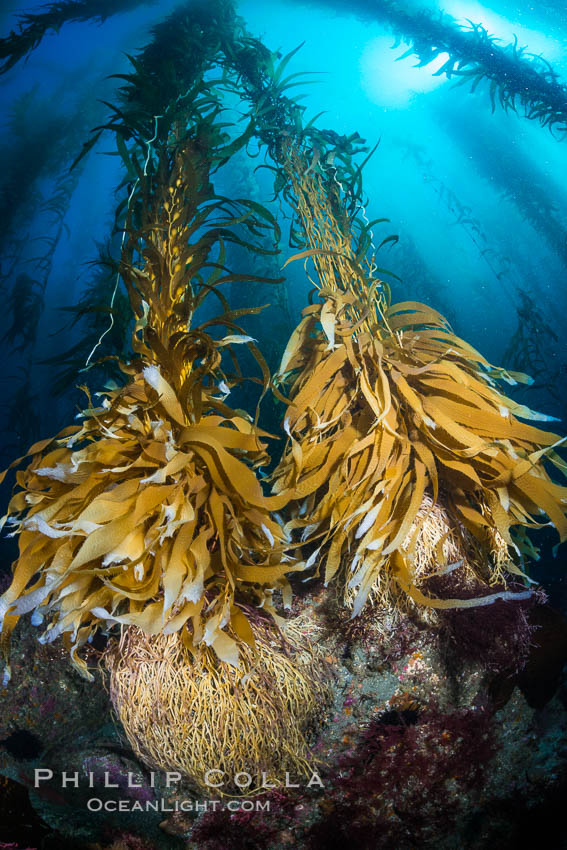 Kelp holdfast attaches the plant to the rocky reef on the oceans bottom. Kelp blades are visible above the holdfast, swaying in the current. California, USA, natural history stock photograph, photo id 34213