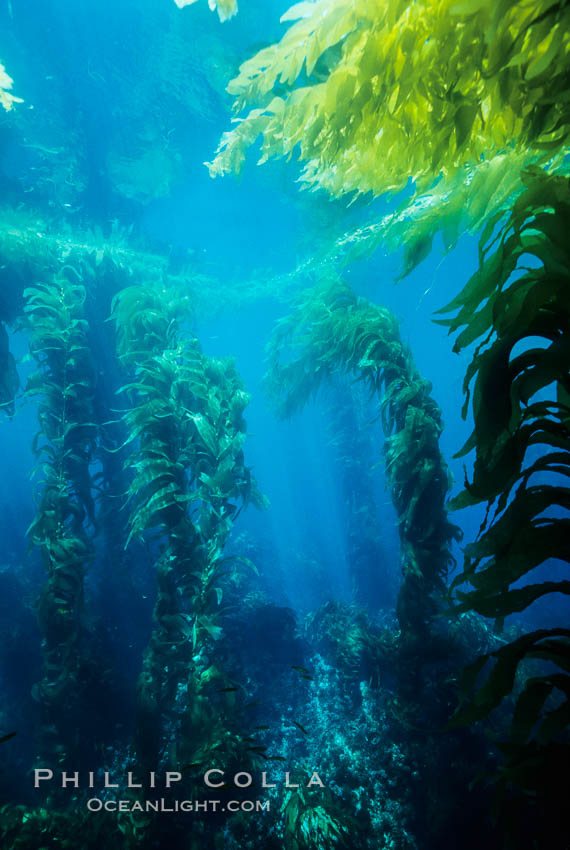 Kelp bed. Giant macrocystis kelp is anchored on the ocean floor and grows to reach the ocean surface. San Clemente Island, California, USA, Macrocystis pyrifera, natural history stock photograph, photo id 02502