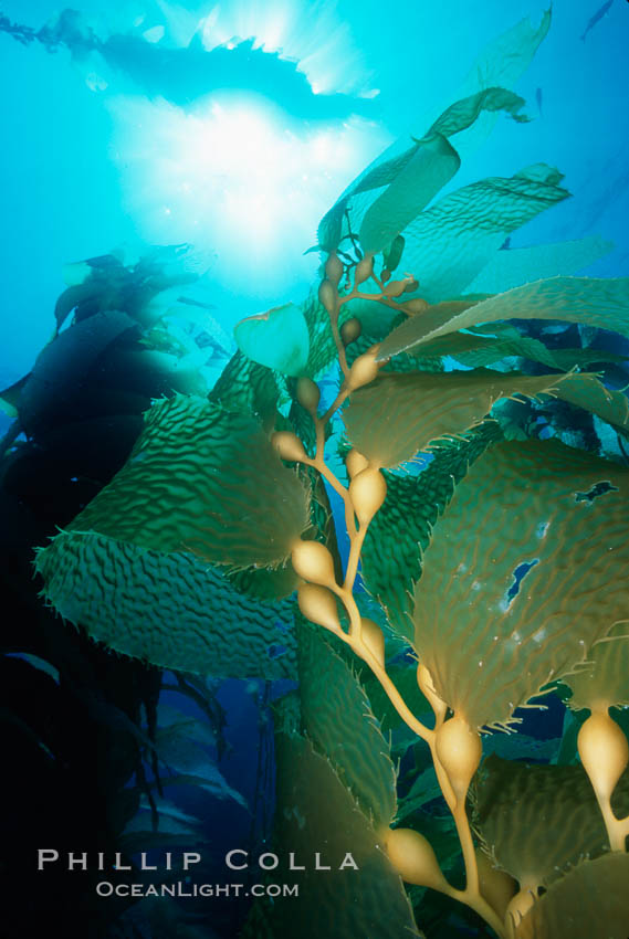 Kelp detail showing pneumatocysts (air bladders). San Clemente Island, California, USA, Macrocystis pyrifera, natural history stock photograph, photo id 03050