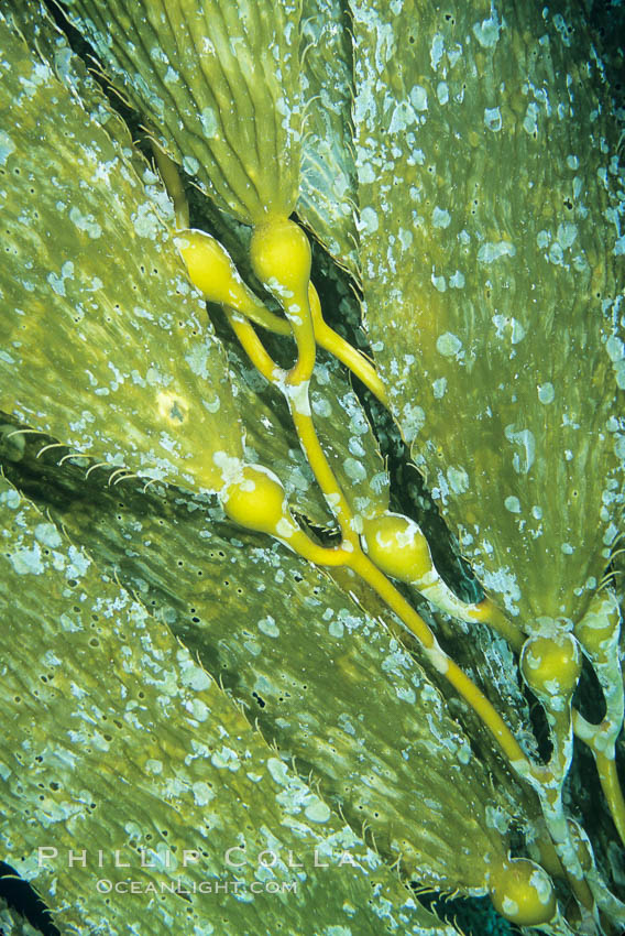 Kelp fronds with encrusting bryozoans. San Clemente Island, California, USA, Macrocystis pyrifera, natural history stock photograph, photo id 03402