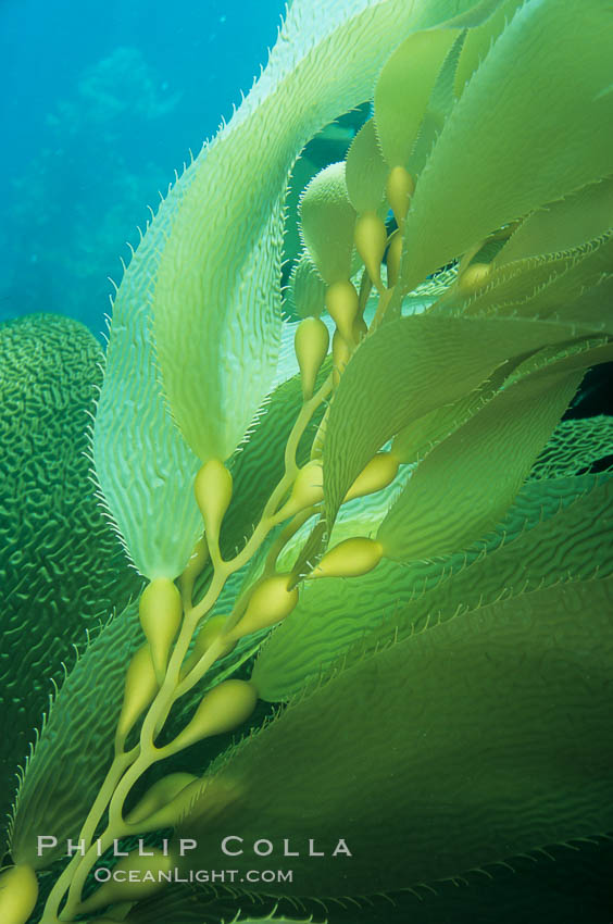 Kelp frond showing pneumatocysts (air bladders). San Clemente Island, California, USA, Macrocystis pyrifera, natural history stock photograph, photo id 03410