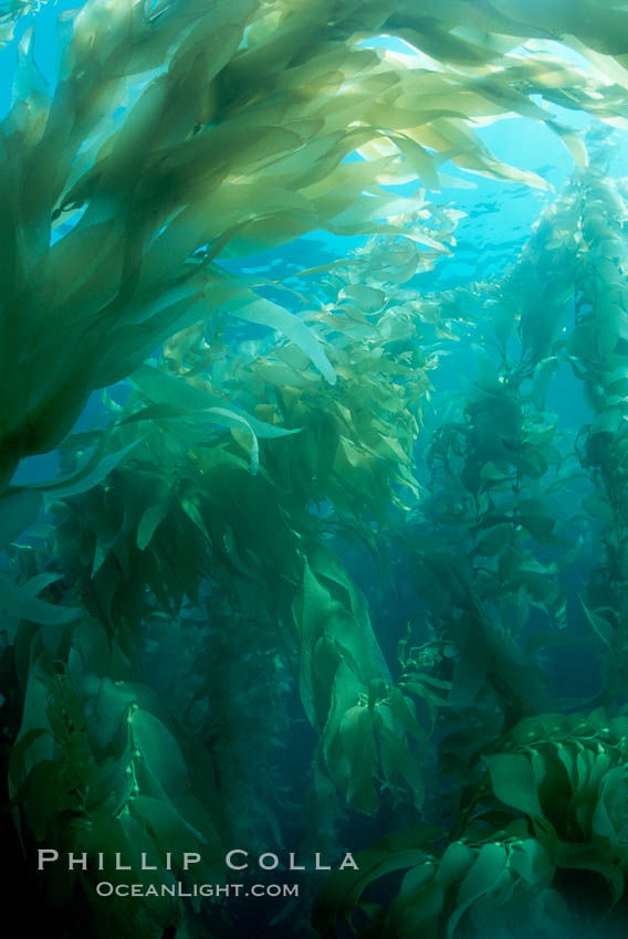 Kelp forest. San Clemente Island, California, USA, Macrocystis pyrifera, natural history stock photograph, photo id 02412