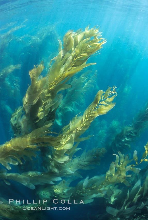 Kelp growing towards the ocean surface. San Clemente Island, California, USA, Macrocystis pyrifera, natural history stock photograph, photo id 02500