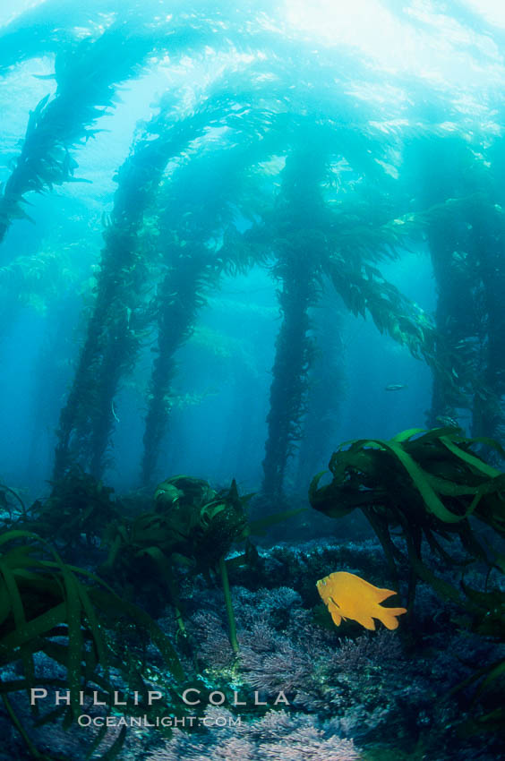 Kelp canopy. San Clemente Island, California, USA, Macrocystis pyrifera, natural history stock photograph, photo id 03064