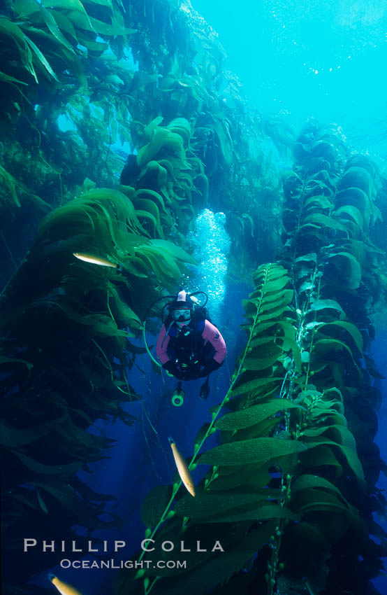 Diver amid kelp forest. San Clemente Island, California, USA, Macrocystis pyrifera, natural history stock photograph, photo id 03156