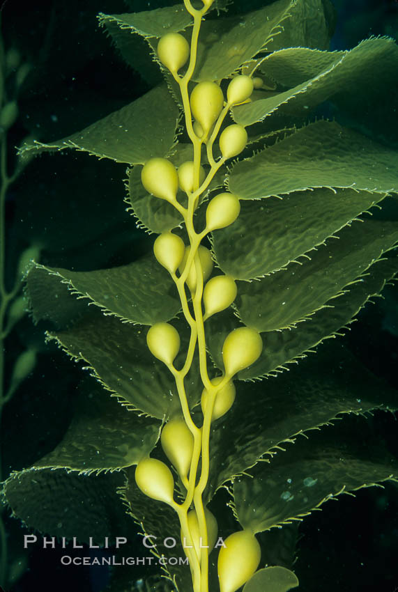 Kelp frond showing pneumatocysts (air bladders). San Clemente Island, California, USA, Macrocystis pyrifera, natural history stock photograph, photo id 03408