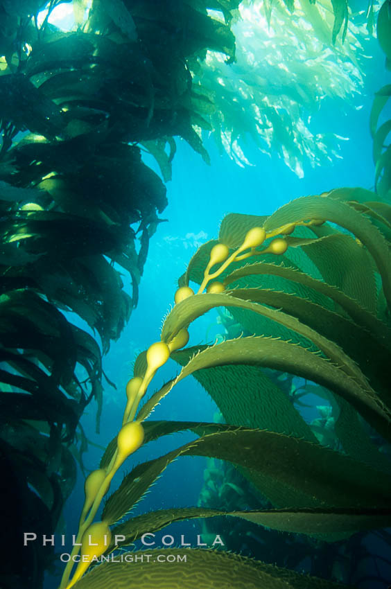 Kelp frond showing pneumatocysts (air bladders). San Clemente Island, California, USA, Macrocystis pyrifera, natural history stock photograph, photo id 03412