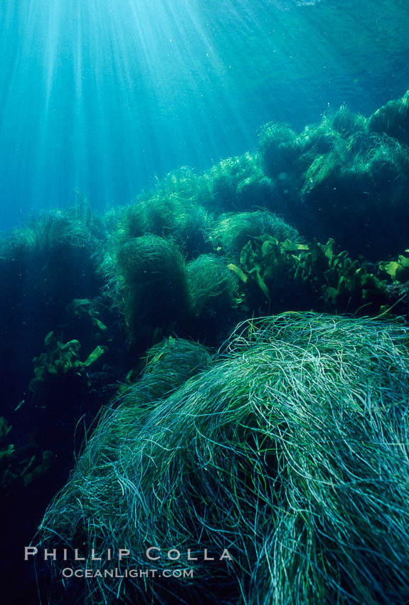 Assorted marine algae. San Clemente Island, California, USA, Macrocystis pyrifera, natural history stock photograph, photo id 02131