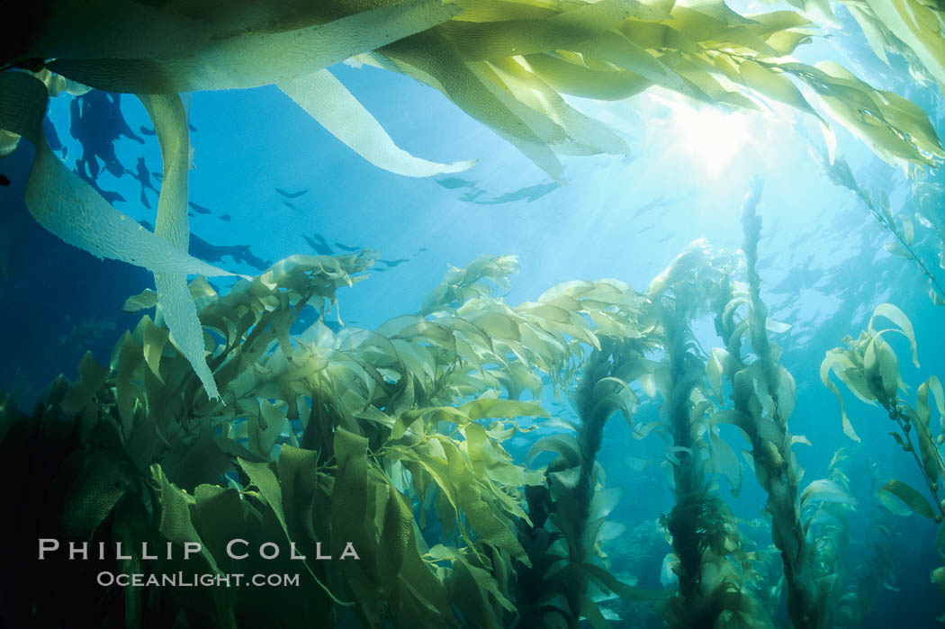 A kelp forest, with sunbeams passing through kelp fronds.  Giant kelp, the fastest growing plant on Earth, reaches from the rocky bottom to the ocean's surface like a submarine forest. San Clemente Island, California, USA, Macrocystis pyrifera, natural history stock photograph, photo id 02411