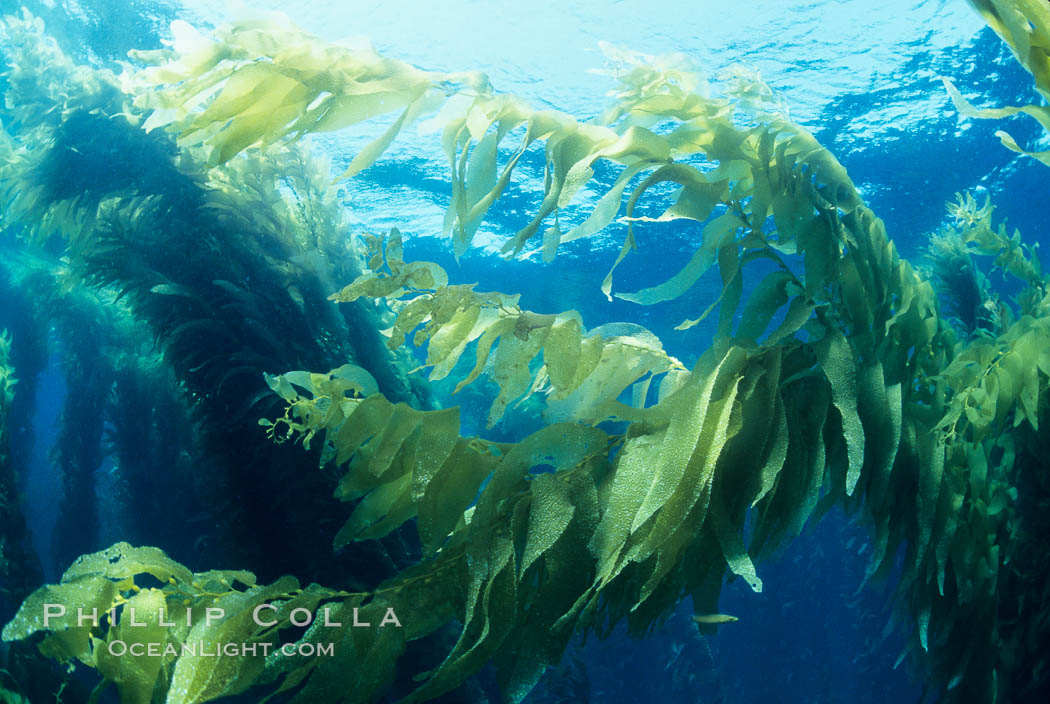 Kelp fronds at surface. San Clemente Island, California, USA, Macrocystis pyrifera, natural history stock photograph, photo id 02503