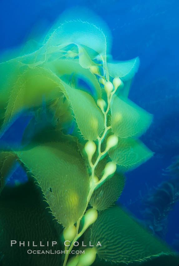 Kelp detail showing pneumatocysts (air bladders). San Clemente Island, California, USA, Macrocystis pyrifera, natural history stock photograph, photo id 03051