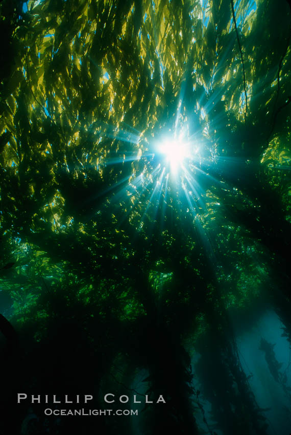 Kelp canopy. San Clemente Island, California, USA, Macrocystis pyrifera, natural history stock photograph, photo id 03055