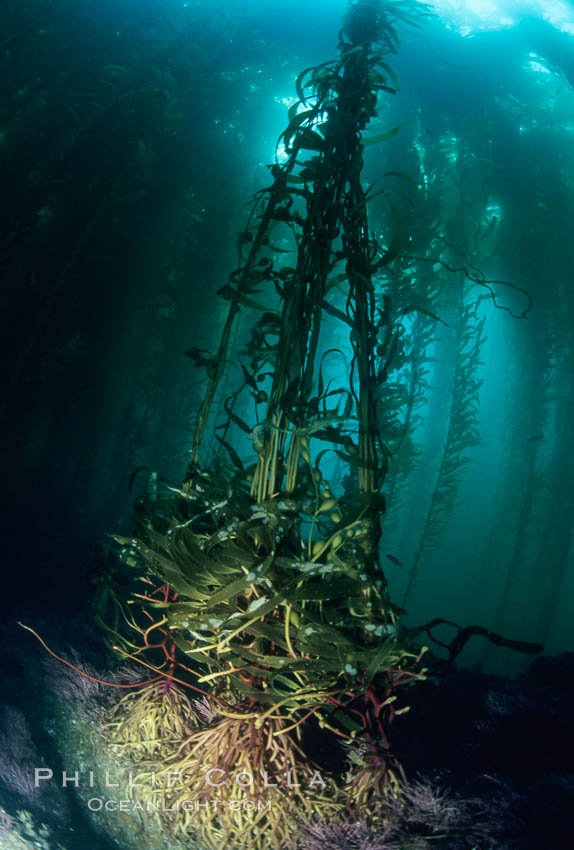 Kelp holdfast on rocky reef. San Clemente Island, California, USA, Macrocystis pyrifera, natural history stock photograph, photo id 03063