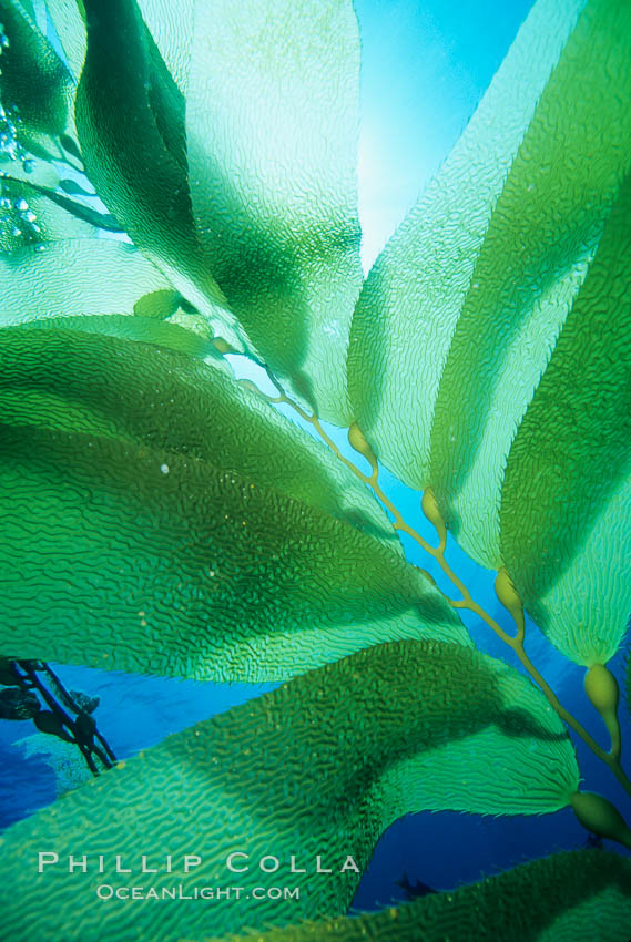 Kelp fronds. San Clemente Island, California, USA, Macrocystis pyrifera, natural history stock photograph, photo id 03067