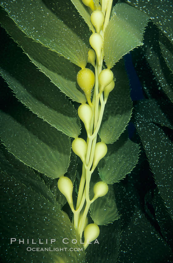 Kelp frond showing pneumatocysts (air bladders). San Clemente Island, California, USA, Macrocystis pyrifera, natural history stock photograph, photo id 03407