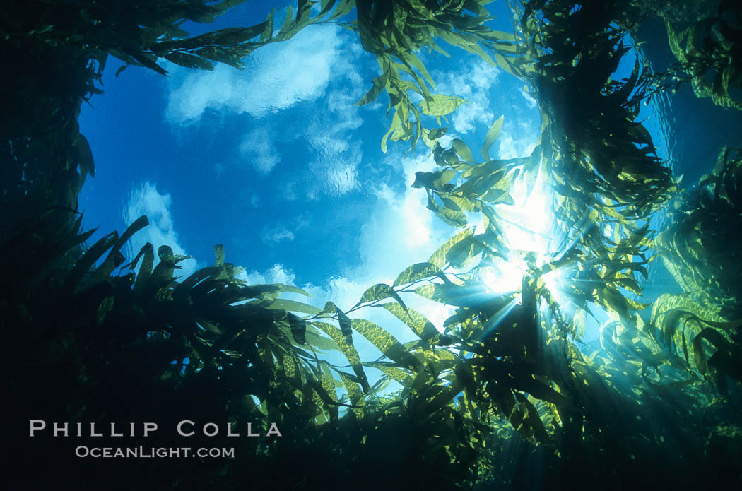 Blue sky and clouds viewed from underwater within a kelp forest, looking straight up through an opening in the kelp. San Clemente Island, California, USA, Macrocystis pyrifera, natural history stock photograph, photo id 03415