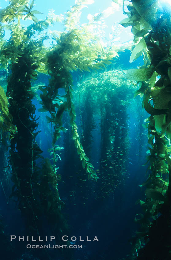 Kelp forest. San Clemente Island, California, USA, Macrocystis pyrifera, natural history stock photograph, photo id 03419