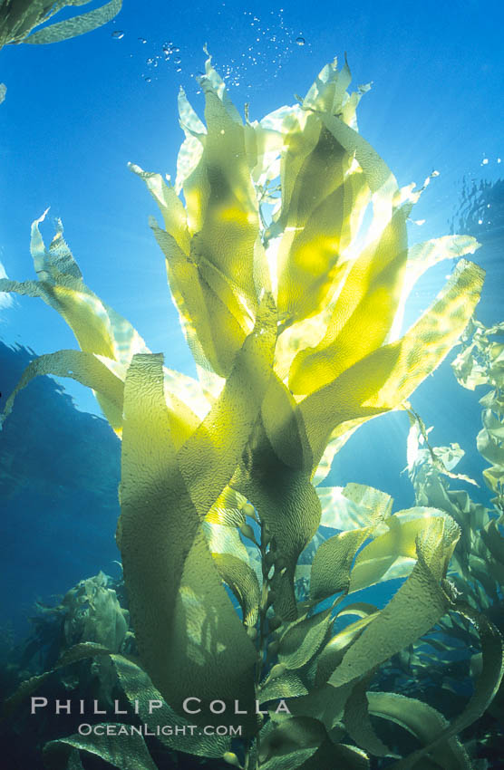 Image 03423, Kelp fronds. San Clemente Island, California, USA, Macrocystis pyrifera, Phillip Colla, all rights reserved worldwide. Keywords: air bladder, algae, blade, braendeltang, bubble, california, channel islands, environment, float, forest, frond, frond stipe pneumatocyst detail, gas, gedroogde kelp, giant kelp, habitat, harina de kelp, harina de la macroalga, inspirational, kelp, kelp forest, landscape, leaf, macroalga marina, macrocystis, macrocystis pyrifera, marine, marine algae, marine plant, nature, ocean, oceans, outdoors, outside, pacific, pacific ocean, phaeophyceae, plant, pneumatocyst, pneumatocysts, reuzenkelp, san clemente island, sargazo gigante, scene, scenery, scenic, sea, sea grass, sea weed, seascape, seaweed, underwater, underwater landscape, usa, zeewier.