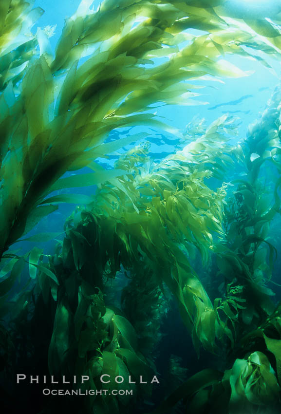Kelp forest. San Clemente Island, California, USA, Macrocystis pyrifera, natural history stock photograph, photo id 02409