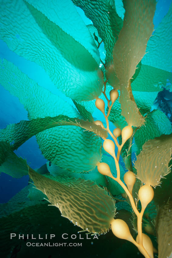 Kelp detail showing pneumatocysts (air bladders). San Clemente Island, California, USA, Macrocystis pyrifera, natural history stock photograph, photo id 03069