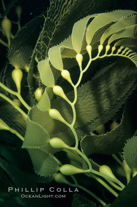 Kelp frond showing pneumatocysts (air bladders). San Clemente Island, California, USA, Macrocystis pyrifera, natural history stock photograph, photo id 03409