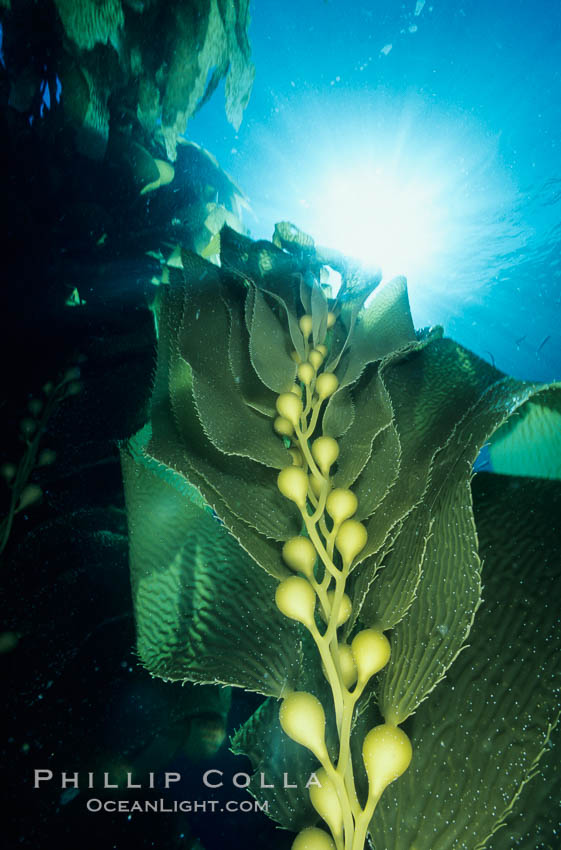 Kelp frond showing pneumatocysts (air bladders). San Clemente Island, California, USA, Macrocystis pyrifera, natural history stock photograph, photo id 03413