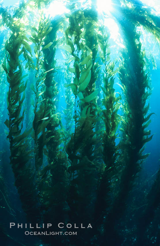 Kelp forest., Macrocystis pyrifera, natural history stock photograph, photo id 03417