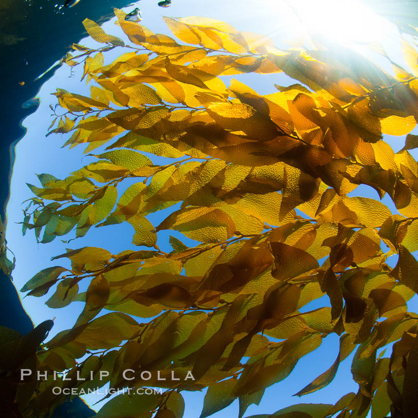 Kelp forest underwater at San Clemente Island. Giant kelp, the fastest plant on Earth, reaches from the rocky bottom to the ocean's surface like a terrestrial forest. California, USA, Macrocystis pyrifera, natural history stock photograph, photo id 26421