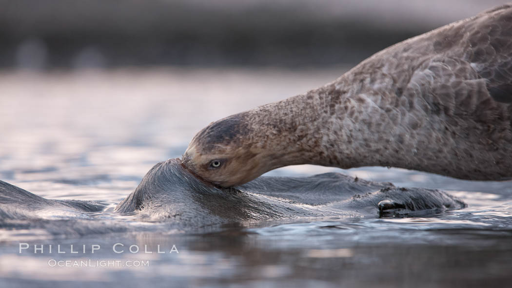 Northern giant petrel scavenging a fur seal carcass.  Giant petrels will often feed on carrion, defending it in a territorial manner from other petrels and carrion feeders. Right Whale Bay, South Georgia Island, Macronectes halli, natural history stock photograph, photo id 23688