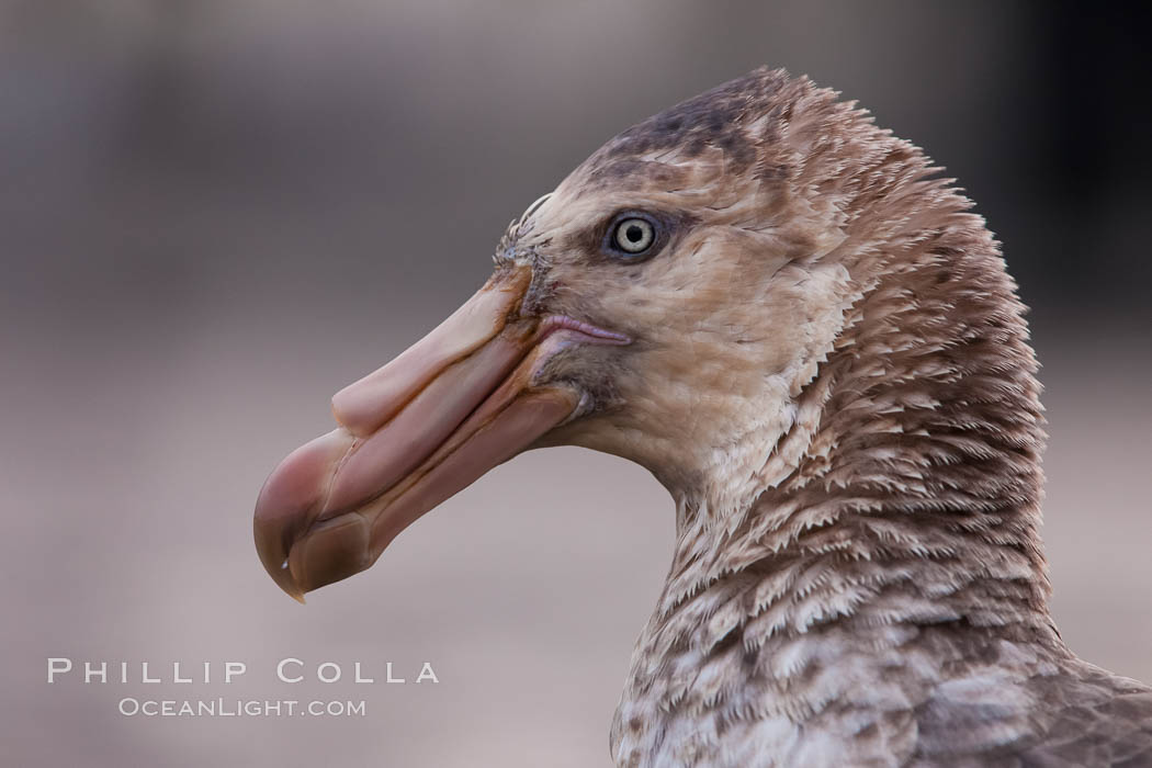 Northern giant portrait, profile, head detail.  The distinctive tube nose (naricorn), characteristic of species in the Procellariidae family (tube-snouts), is easily seen. Right Whale Bay, South Georgia Island, Macronectes halli, natural history stock photograph, photo id 23679