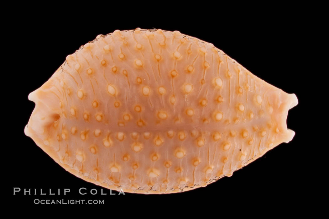 Madagascar Nucleus Cowrie., Cypraea nucleus madagascariensis, natural history stock photograph, photo id 08260