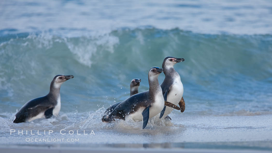 Magellanic penguins, coming ashore on a sandy beach.  Magellanic penguins can grow to 30" tall, 14 lbs and live over 25 years.  They feed in the water, preying on cuttlefish, sardines, squid, krill, and other crustaceans. New Island, Falkland Islands, United Kingdom, Spheniscus magellanicus, natural history stock photograph, photo id 23926