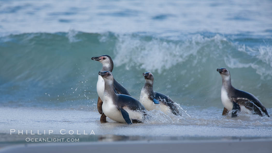 Magellanic penguins, coming ashore on a sandy beach.  Magellanic penguins can grow to 30" tall, 14 lbs and live over 25 years.  They feed in the water, preying on cuttlefish, sardines, squid, krill, and other crustaceans. New Island, Falkland Islands, United Kingdom, Spheniscus magellanicus, natural history stock photograph, photo id 23930