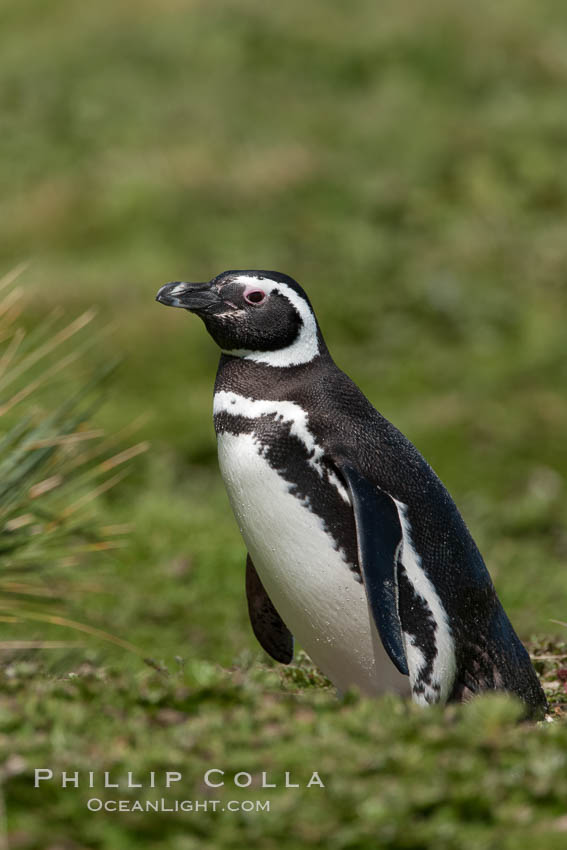 Magellanic penguin, at its burrow in short grass, in the interior of Carcass Island. Falkland Islands, United Kingdom, Spheniscus magellanicus, natural history stock photograph, photo id 23986