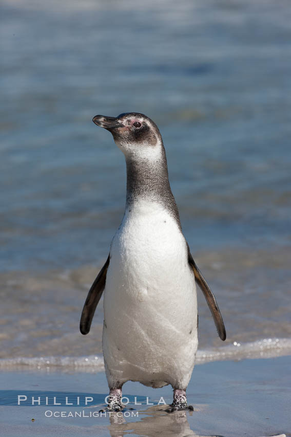 Magellanic penguin, juvenile, coming ashore on a sand beach after foraging at sea. Carcass Island, Falkland Islands, United Kingdom, Spheniscus magellanicus, natural history stock photograph, photo id 23994