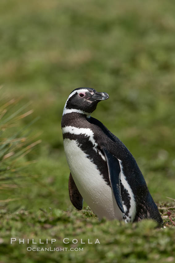 Magellanic penguin, at its burrow in short grass, in the interior of Carcass Island. Falkland Islands, United Kingdom, Spheniscus magellanicus, natural history stock photograph, photo id 23964