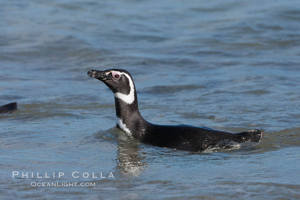 Magellanic penguin, coming ashore after foraging in the ocean for food. Carcass Island, Falkland Islands, United Kingdom, Spheniscus magellanicus, natural history stock photograph, photo id 23992