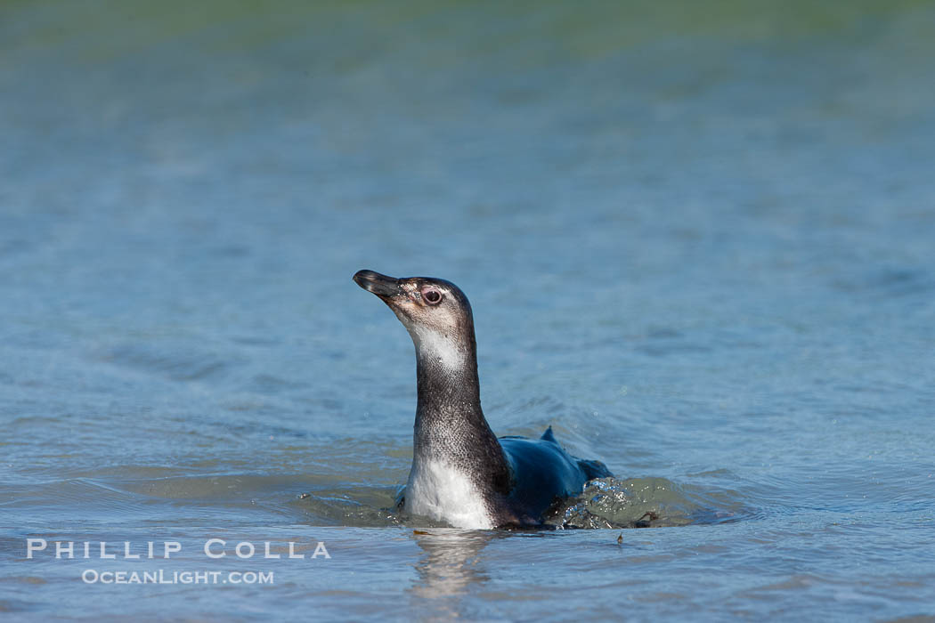 Magellanic penguin, juvenile, coming ashore on a sand beach after foraging at sea., Spheniscus magellanicus, natural history stock photograph, photo id 23996