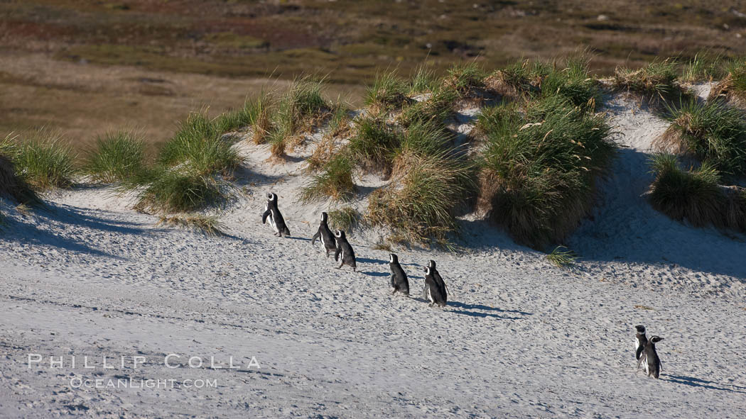Magellanic penguins walk across sandy beach, heading over tussock grass to the interior of Carcass Island to their underground burrows. Falkland Islands, United Kingdom, Spheniscus magellanicus, natural history stock photograph, photo id 24032