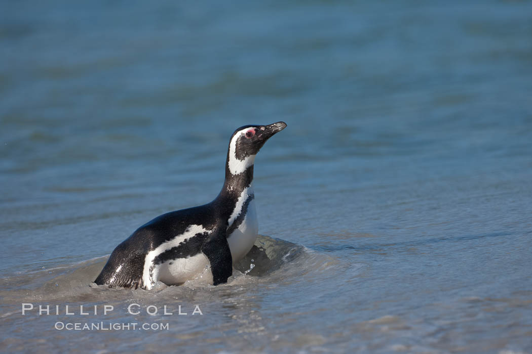 Magellanic penguins, coming ashore on a sandy beach.  Magellanic penguins can grow to 30" tall, 14 lbs and live over 25 years.  They feed in the water, preying on cuttlefish, sardines, squid, krill, and other crustaceans. New Island, Falkland Islands, United Kingdom, Spheniscus magellanicus, natural history stock photograph, photo id 23927