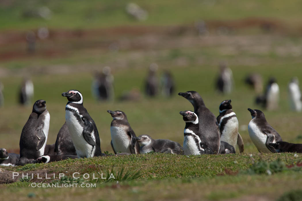 Magellanic penguins, at their burrow in short grass, in the interior of Carcass Island. Falkland Islands, United Kingdom, Spheniscus magellanicus, natural history stock photograph, photo id 24063