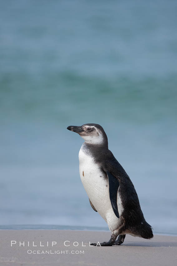 Magellanic penguins, coming ashore on a sandy beach.  Magellanic penguins can grow to 30" tall, 14 lbs and live over 25 years.  They feed in the water, preying on cuttlefish, sardines, squid, krill, and other crustaceans. New Island, Falkland Islands, United Kingdom, Spheniscus magellanicus, natural history stock photograph, photo id 23925