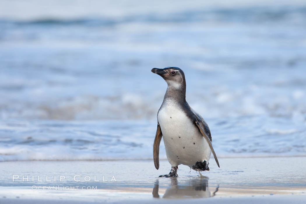 Magellanic penguins, coming ashore on a sandy beach.  Magellanic penguins can grow to 30" tall, 14 lbs and live over 25 years.  They feed in the water, preying on cuttlefish, sardines, squid, krill, and other crustaceans. New Island, Falkland Islands, United Kingdom, Spheniscus magellanicus, natural history stock photograph, photo id 23929