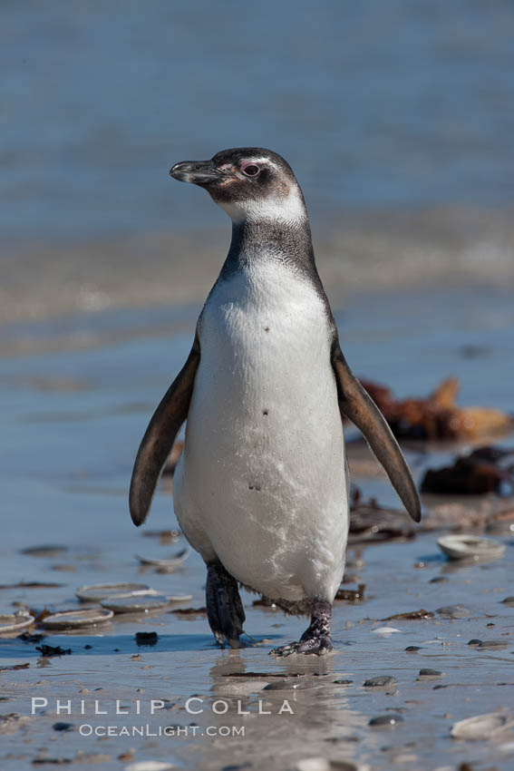 Magellanic penguin, coming ashore after foraging in the ocean for food. Carcass Island, Falkland Islands, United Kingdom, Spheniscus magellanicus, natural history stock photograph, photo id 23997