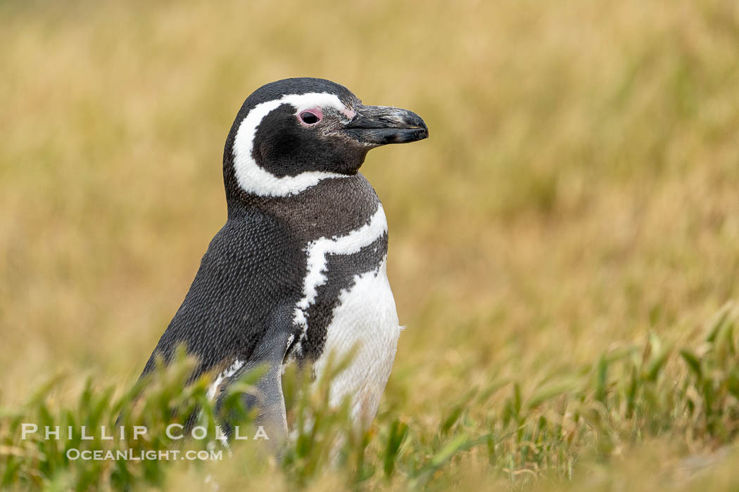 Magellanic penguin in its burrow, Spheniscus magellanicus, Peninsula Valdes, Patagonia, Argentina. By permission of the Government of Argentina, Chubut, permit # 51 / 2025-SsCyA. Puerto Piramides, Spheniscus magellanicus, natural history stock photograph, photo id 41227
