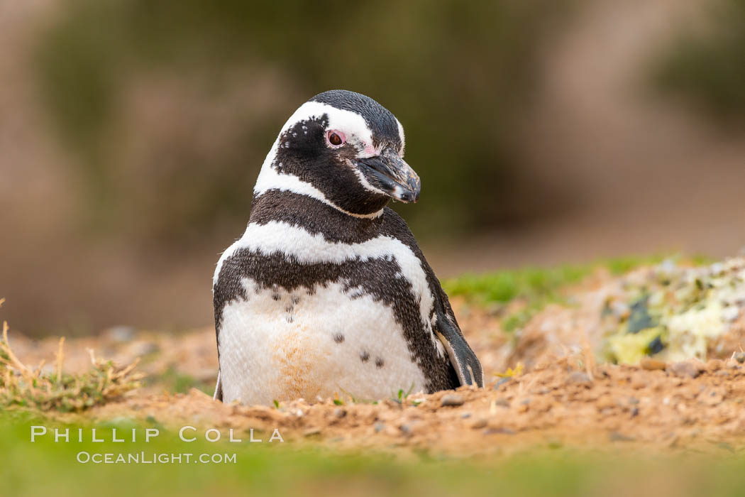 Magellanic penguin in its burrow, Spheniscus magellanicus, Patagonia, Argentina. Puerto Piramides, Chubut, Spheniscus magellanicus, natural history stock photograph, photo id 35949