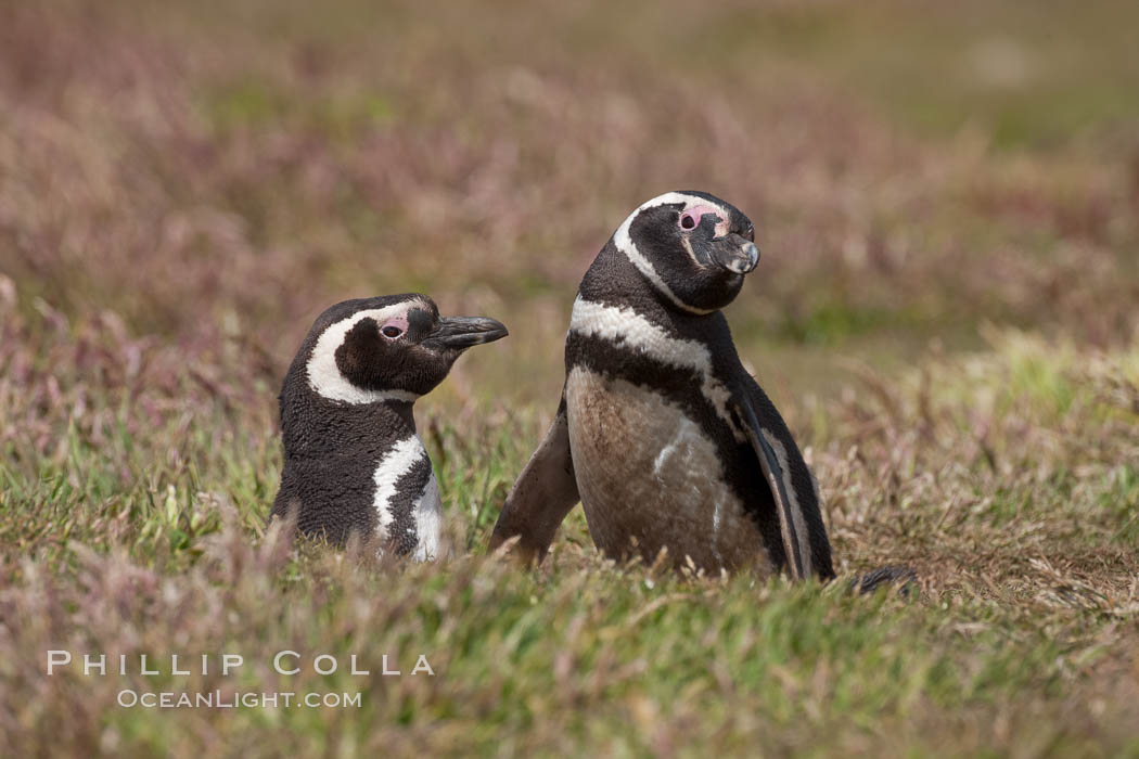 Magellanic penguins, in grasslands at the opening of their underground burrow.  Magellanic penguins can grow to 30" tall, 14 lbs and live over 25 years.  They feed in the water, preying on cuttlefish, sardines, squid, krill, and other crustaceans. New Island, Falkland Islands, United Kingdom, Spheniscus magellanicus, natural history stock photograph, photo id 23774