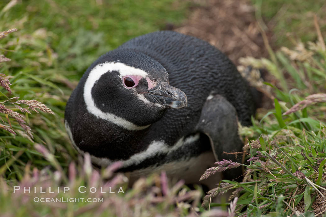 Magellanic penguin, adult and chick, in grasslands at the opening of their underground burrow.  Magellanic penguins can grow to 30" tall, 14 lbs and live over 25 years.  They feed in the water, preying on cuttlefish, sardines, squid, krill, and other crustaceans. New Island, Falkland Islands, United Kingdom, Spheniscus magellanicus, natural history stock photograph, photo id 23778