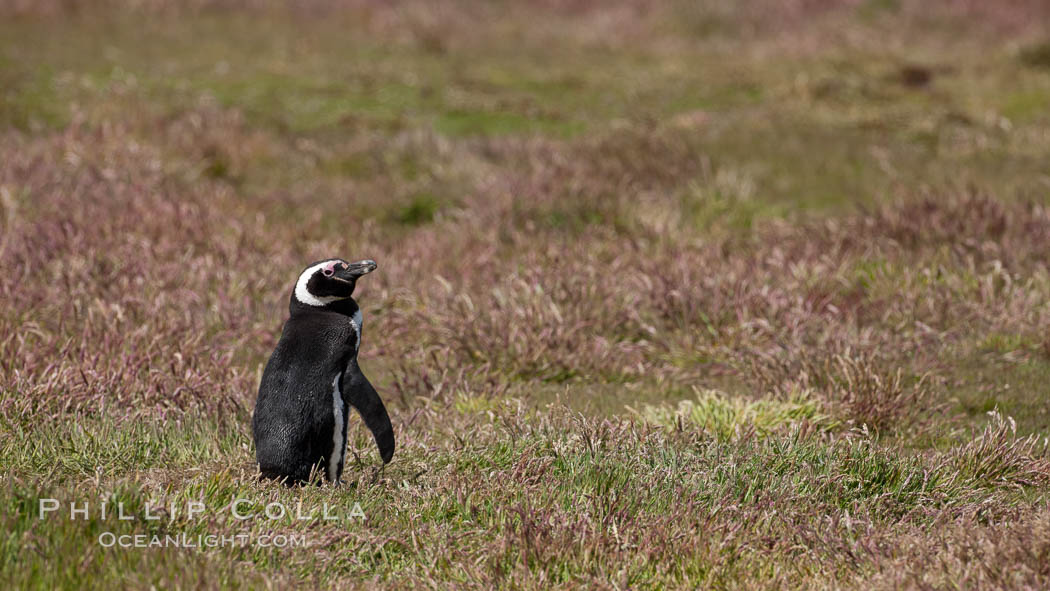 Magellanic penguin, in grasslands at the opening of their underground burrow.  Magellanic penguins can grow to 30" tall, 14 lbs and live over 25 years.  They feed in the water, preying on cuttlefish, sardines, squid, krill, and other crustaceans. New Island, Falkland Islands, United Kingdom, Spheniscus magellanicus, natural history stock photograph, photo id 23782