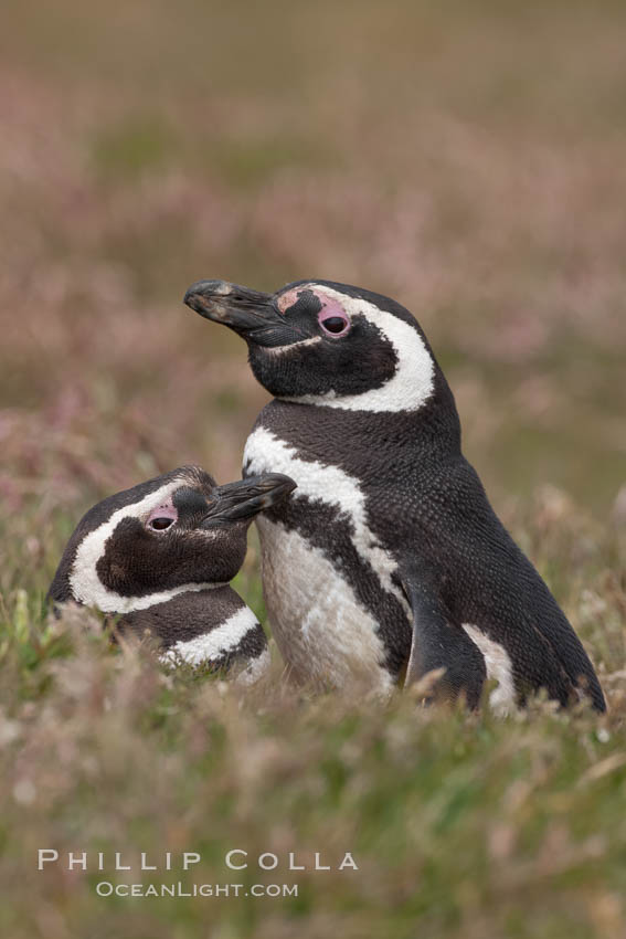 Magellanic penguins, in grasslands at the opening of their underground burrow.  Magellanic penguins can grow to 30" tall, 14 lbs and live over 25 years.  They feed in the water, preying on cuttlefish, sardines, squid, krill, and other crustaceans. New Island, Falkland Islands, United Kingdom, Spheniscus magellanicus, natural history stock photograph, photo id 23786